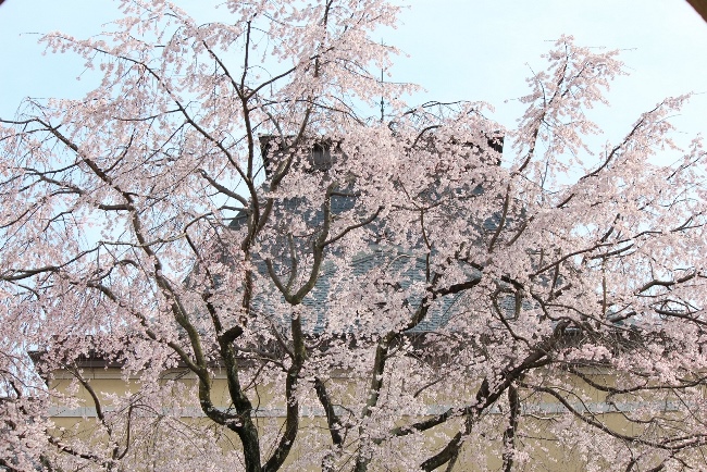 5234-14.3.31祇園しだれ桜　北側から上部中アップ　バック屋根.jpg